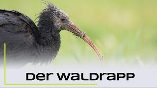 Der Waldrapp  Zwischenstopp in Hessen [upl. by Pauline]