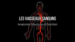 Les vaisseaux sanguins  Anatomie  structure et fonction [upl. by Euqnom]