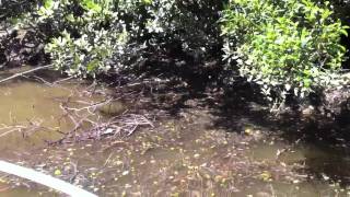 Fishing up Burrum River HOWARD QLD RED BELLY BLACK SNAKE [upl. by Noled633]