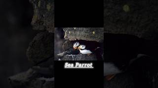 Puffin  facts puffins shorts [upl. by Burwell]