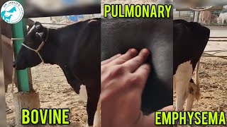 Bovine pulmonary EmphysemaGas Gangrene in cattlevet surgeon Dr javed khoso [upl. by Akirdnahs]