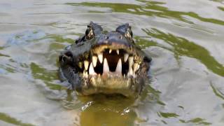 Jacaré devora piranha  Pantanal [upl. by Thorner]