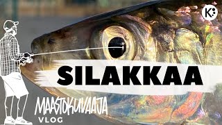 Tehdään silakkalitka ja saadaan silakoita sillä [upl. by Acirea184]