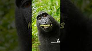 El Babuino Los animales del mundo viral shorts short [upl. by Quitt976]