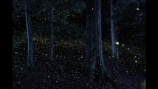 Photuris  Synchronous Fireflies of Congaree National Park [upl. by Schreiber381]