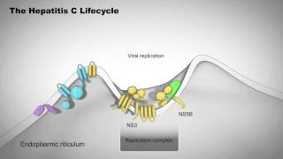 The Hepatitis C Lifecycle [upl. by Janis199]