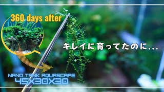 【衝撃】プレミアムモスの成長過剰！モスが糸のようになってしまった理由とは？トリミングしていきます【アクアリウム】熱帯魚 水草水槽 金魚 メダカ [upl. by Eclud283]