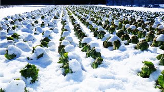 Sweet Vegetable under Snow Harvesting  Snow Vegetable Farm  Amazing Japan Agriculture Technology [upl. by Primalia196]