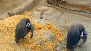 Guinea Fowl Sounds  Call Nest  Guinea birds [upl. by Bruni]