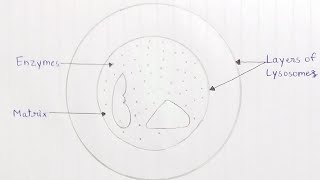 How to draw structure of lysosomes step by step for beginners [upl. by Assen]