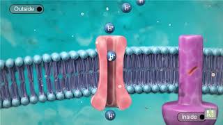 Cell Transport  Proton Pump  animated [upl. by Kare]