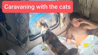 Taking the cats on holiday in our caravan caravanwithcats [upl. by Litnahc]