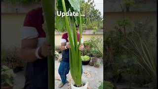 🍀Update সেই মানকচু গাছ মনে আছে❓next update of taro root plant garden youtubeshorts foryoupage [upl. by Adyaj]