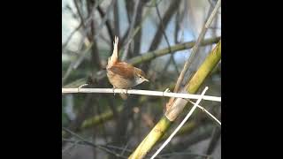 OCELLS CANTANT  Rossinyol bord  Ruiseñor bastardo  Cettis Warbler  Cettia cetti [upl. by Suiravaj]