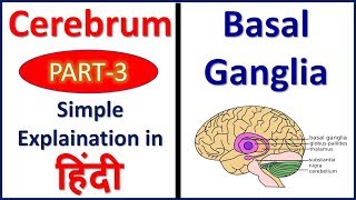 Basal Ganglia Cerebrum Part 3 Structure and Functions  Hindi Bhushan Science [upl. by Gemoets336]