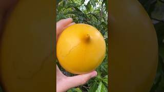 Organic Pouteria Caimito 🍋💛🍋 cutting amp harvesting tropicalfruit shortsvideo ytshorts harvesting [upl. by Quiteria785]