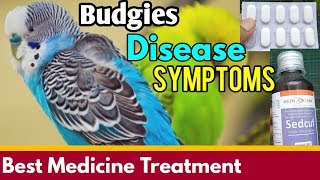 Budgies Disease Symptoms  How to Treatment of Birds Immediate [upl. by Naillil957]