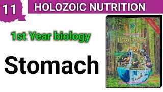 STOMACH  Holozoic Nutrition  1st year bio Chapter 11 [upl. by Adama999]