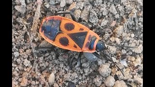 Pyrrhocoris apterus  CHINCHE DE LA MALVA ROSA [upl. by Noam]