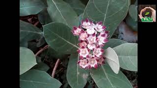 Swallow Wort Calotropis  Urdu  اک کا پودا  زہر کا تریاق [upl. by Ellebana]