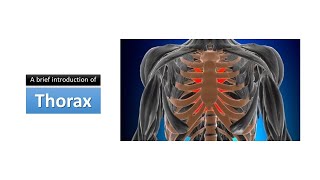 A brief introduction of the thorax Prof Dr Ashfaqur Rahman [upl. by Levram284]