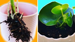 Easy Peperomia Polybotrya Propagation step by step guide [upl. by Arvell270]