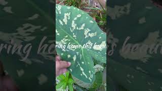 Alocasia hilo beautyrareplants gardening alocasiaplant [upl. by Saville]