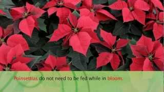 How to Care For Poinsettias  Armstrong Garden Center [upl. by Demetrius52]