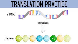 Translation Practice Genetics [upl. by Akimyt723]