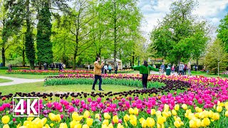 Most beautiful Tulip Festival in Switzerland 🇨🇭 the Morges Tulip Festival [upl. by Arihsay]