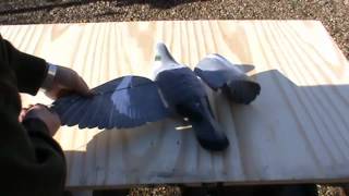 INSTRUCTIONAL  PRO FLAP pigeon decoys from A1 Decoy [upl. by Bakerman]