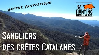 Sangliers des crêtes Catalanes  Fantastique chasse aux sangliers en battue  traque et poste [upl. by Annitsirhc]