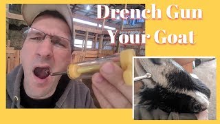 How to Drench medications to a Goat  2018 [upl. by Naenej]