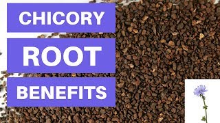 Chicory Root Benefits And Side Effects  Is Chicory Root Fiber Good For You [upl. by Jempty]