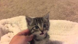 I chat with a 3 week old kitten [upl. by Aihsenrad]