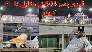 Qadi num 804 k mukably ka kabuter 😳 1 to 1 mukabla bazi 7 kabootar wali  Dar pigeons club  bazi [upl. by Jarlathus]