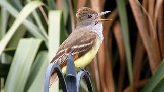 Great Crested Flycatchers Calling  Close and Loud [upl. by Patrich]