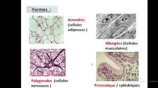 Cytologieبالعربية  1 Organisation generale de la cellule  Part 1 la cellule eucaryote [upl. by Loftus]