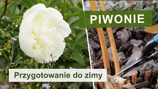 Jak zabezpieczyć piwonie na zimę [upl. by Eleda107]