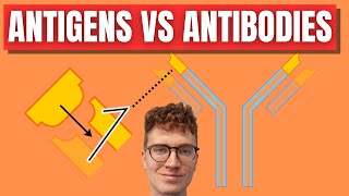 Antigens VS Antibodies Explained [upl. by Netsirhk]