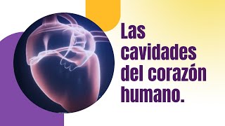 Las cavidades del corazón humano [upl. by Meldon]