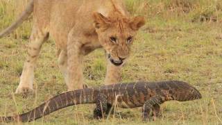 Pride of lions versus a Nile Monitor [upl. by Edrick261]