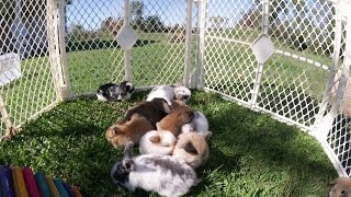 11 Baby Bunnies Playing Outside [upl. by Mahgem]