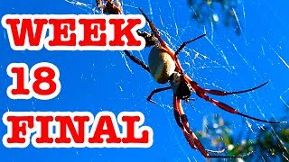 Redback Spider Deadly Bush Surprise amp Giant Golden Orb Week 18 FINAL [upl. by Zela]