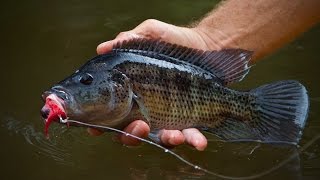 Fly Fishing Guapote Mojarra and Machaca in Costa Rica [upl. by Manas420]