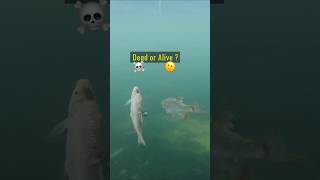 Dead or Alive Baitfish  Pike react pike fishing underwater [upl. by Ahcilef]