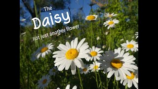 Oxeye Daisies An Edible Wild Plant [upl. by Monah]