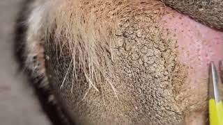 Impacted hair follicles When did you last worm your pet [upl. by Ginder]