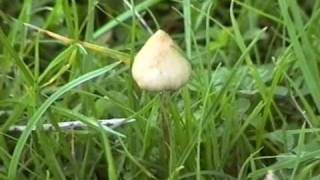 Manna  psilocybin mushroom inspired documentary  by Simon G Powell [upl. by Meletius]