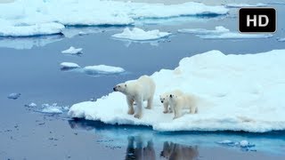 To The Arctic  Cute Polar Bear Cubs in IMAX 3D [upl. by Amity132]